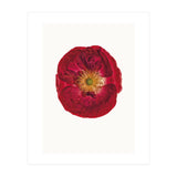 Cc Poppy 03 (Print Only) thumbnail