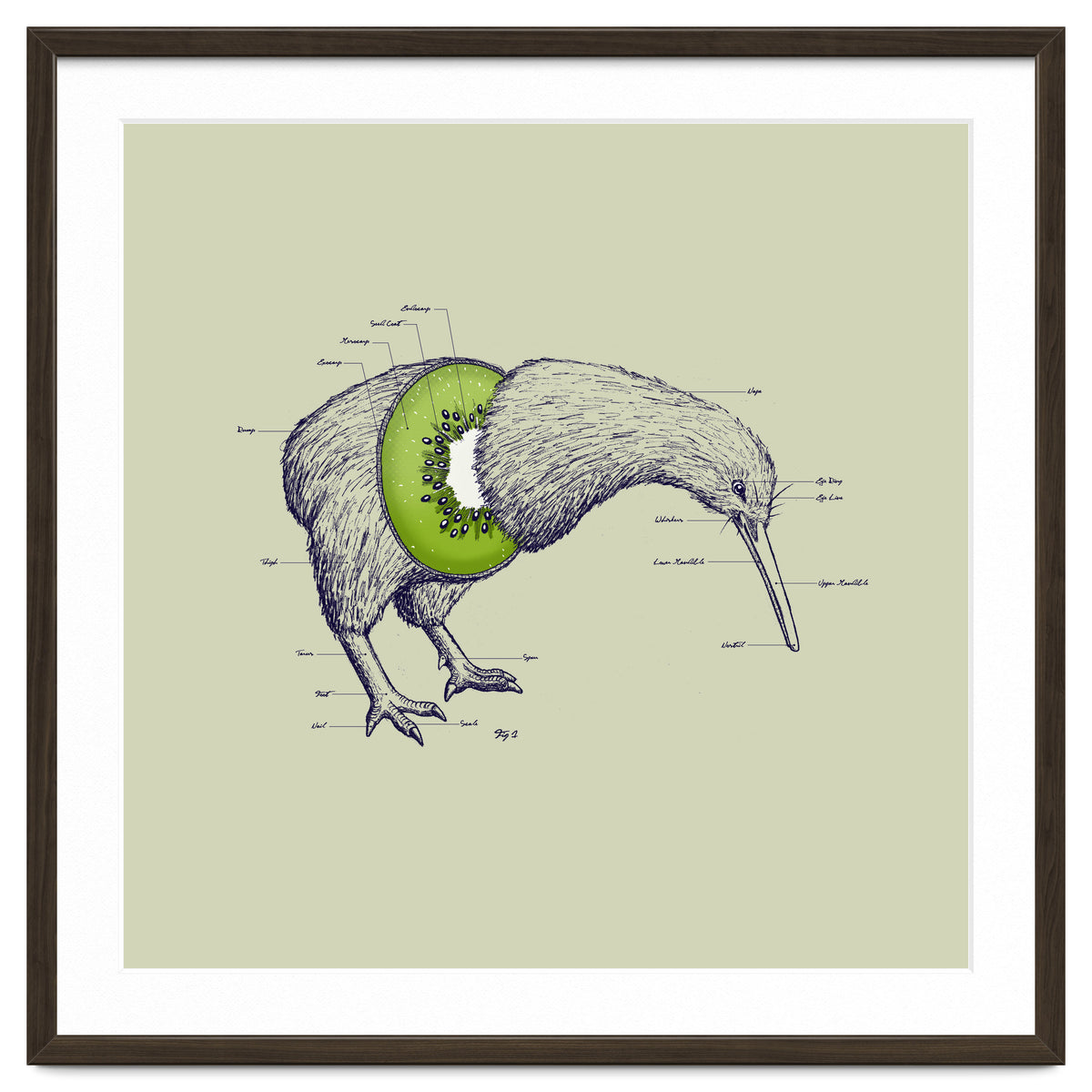 Kiwi Anatomy