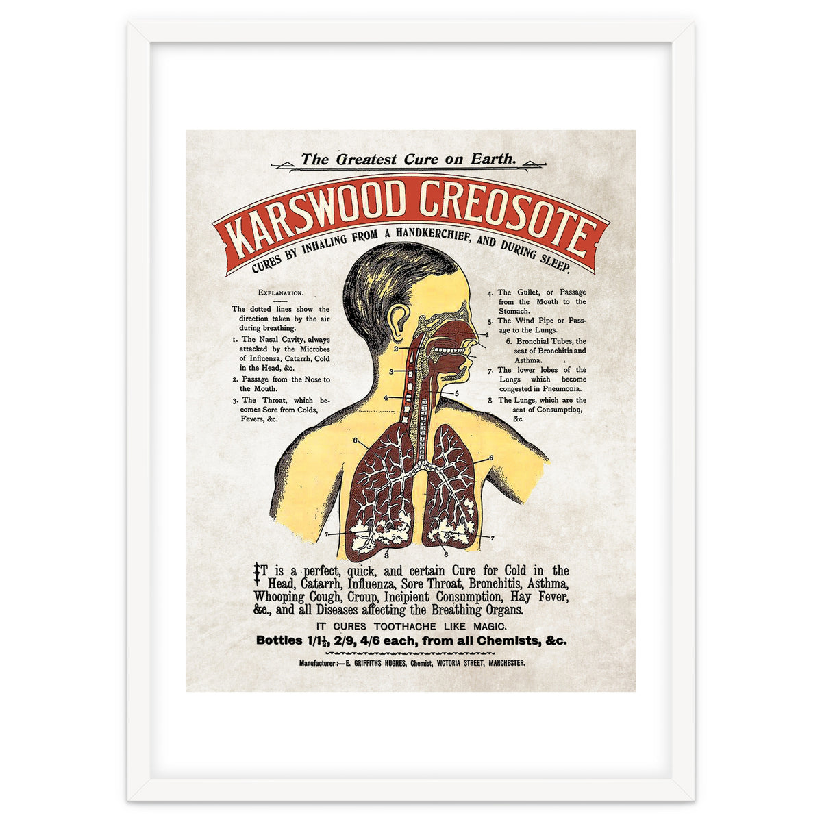 anatomy digestive system poster