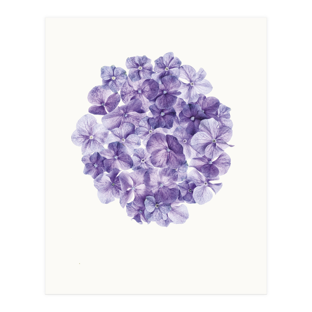 Cc Flower 01 (Print Only)