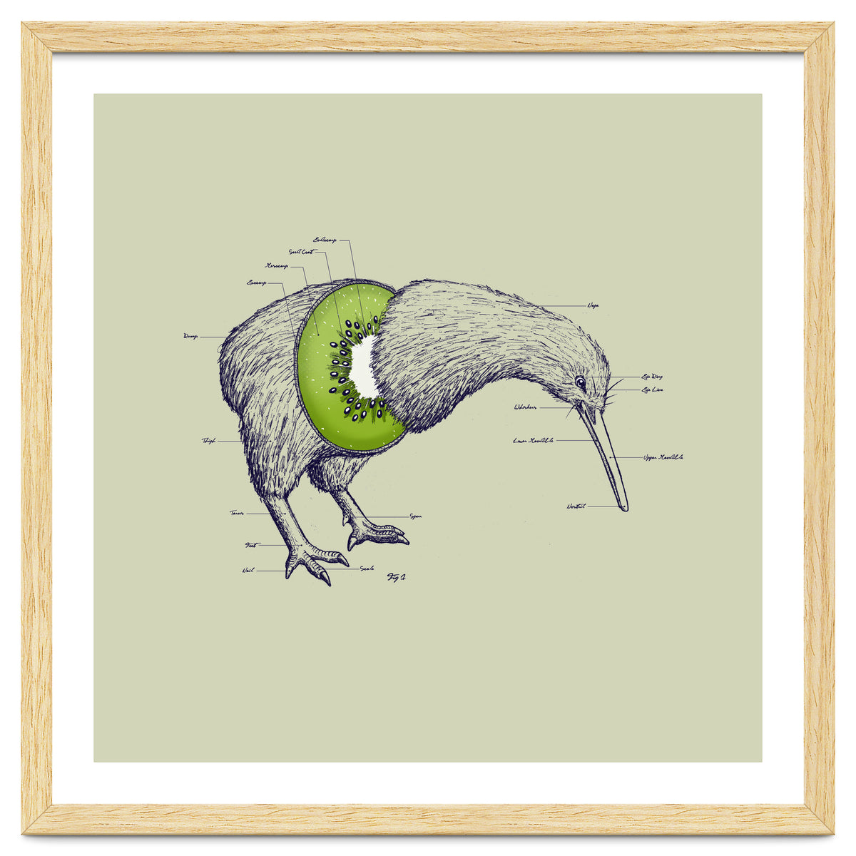 Kiwi Anatomy