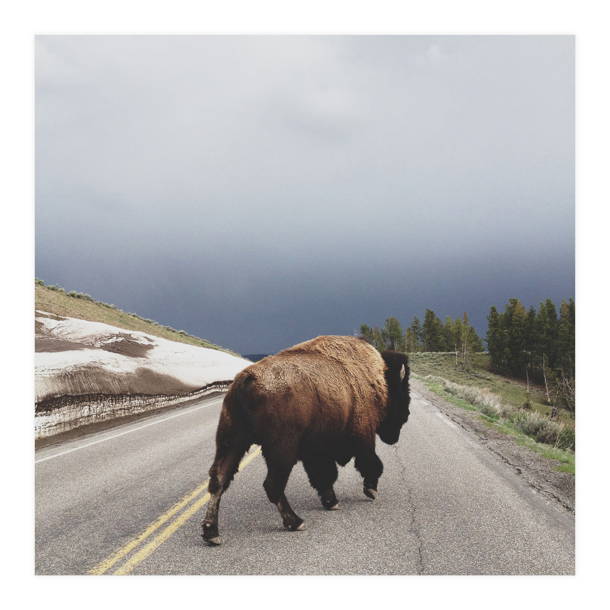 Street Walker (Print Only)