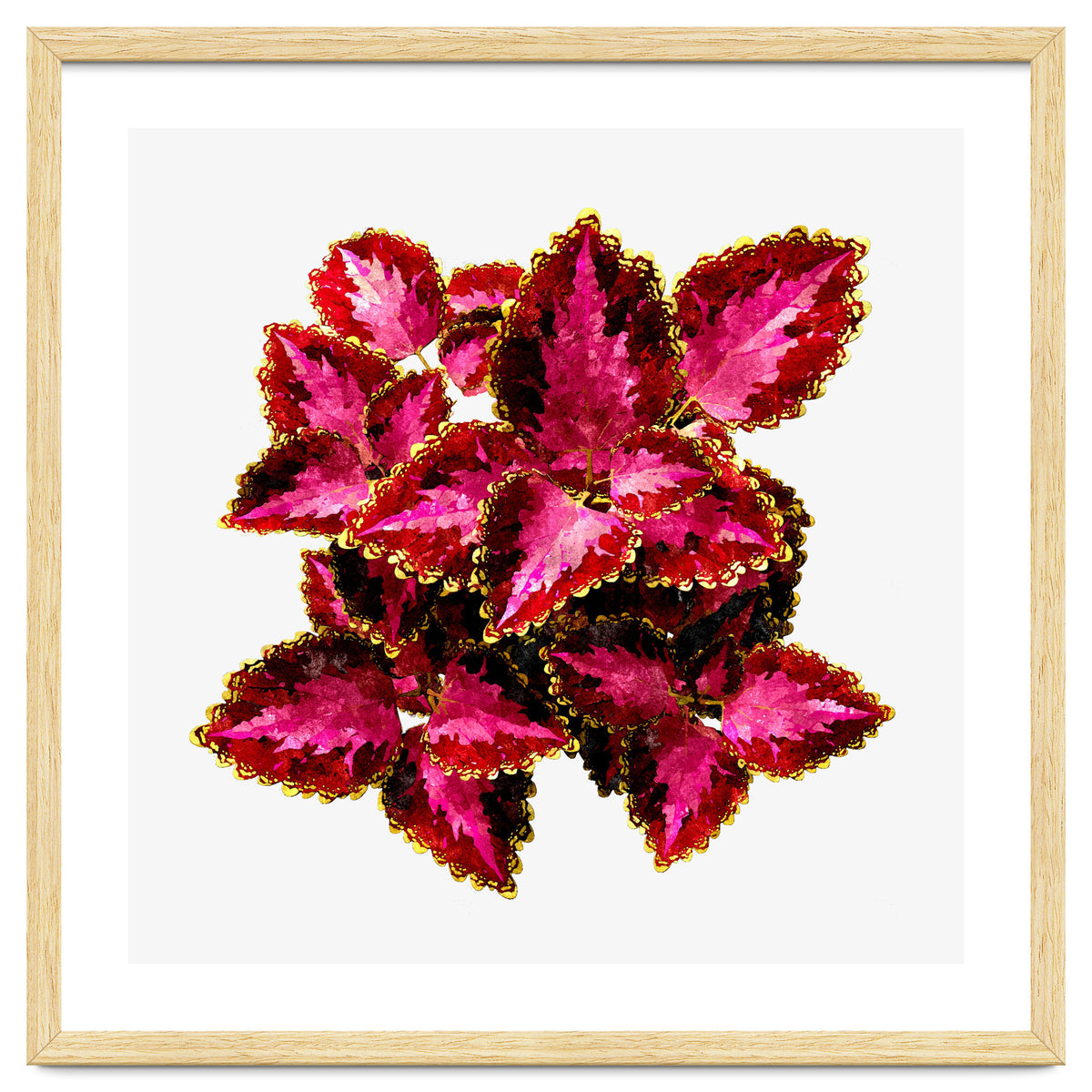 Indian Coleus