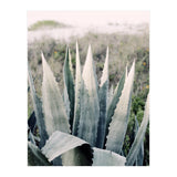 Pale Agave  (Print Only) thumbnail