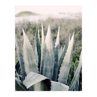 Pale Agave  (Print Only)