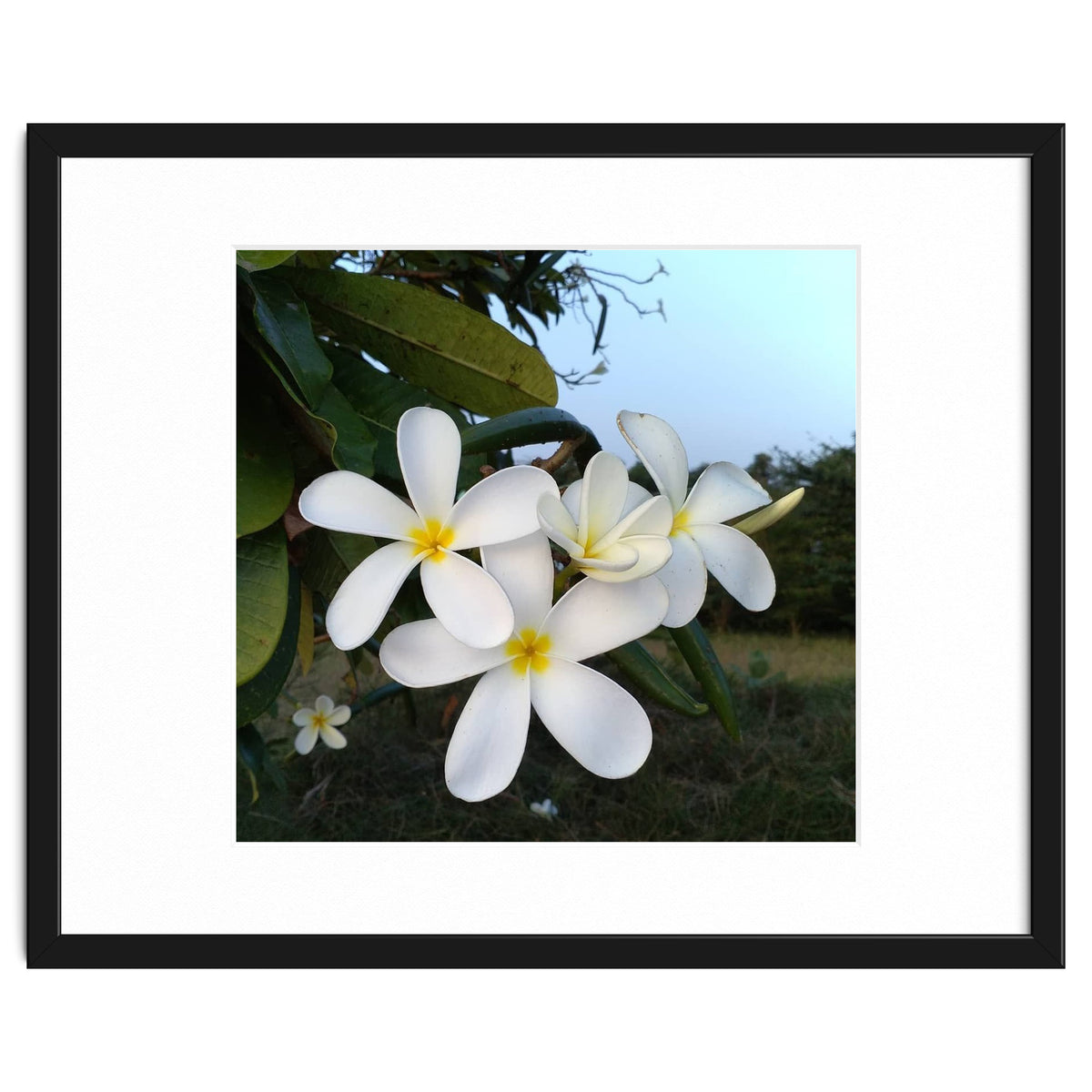 Frangipani