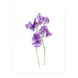 A Purple Posy Of Sweet Peas (Print Only) thumbnail