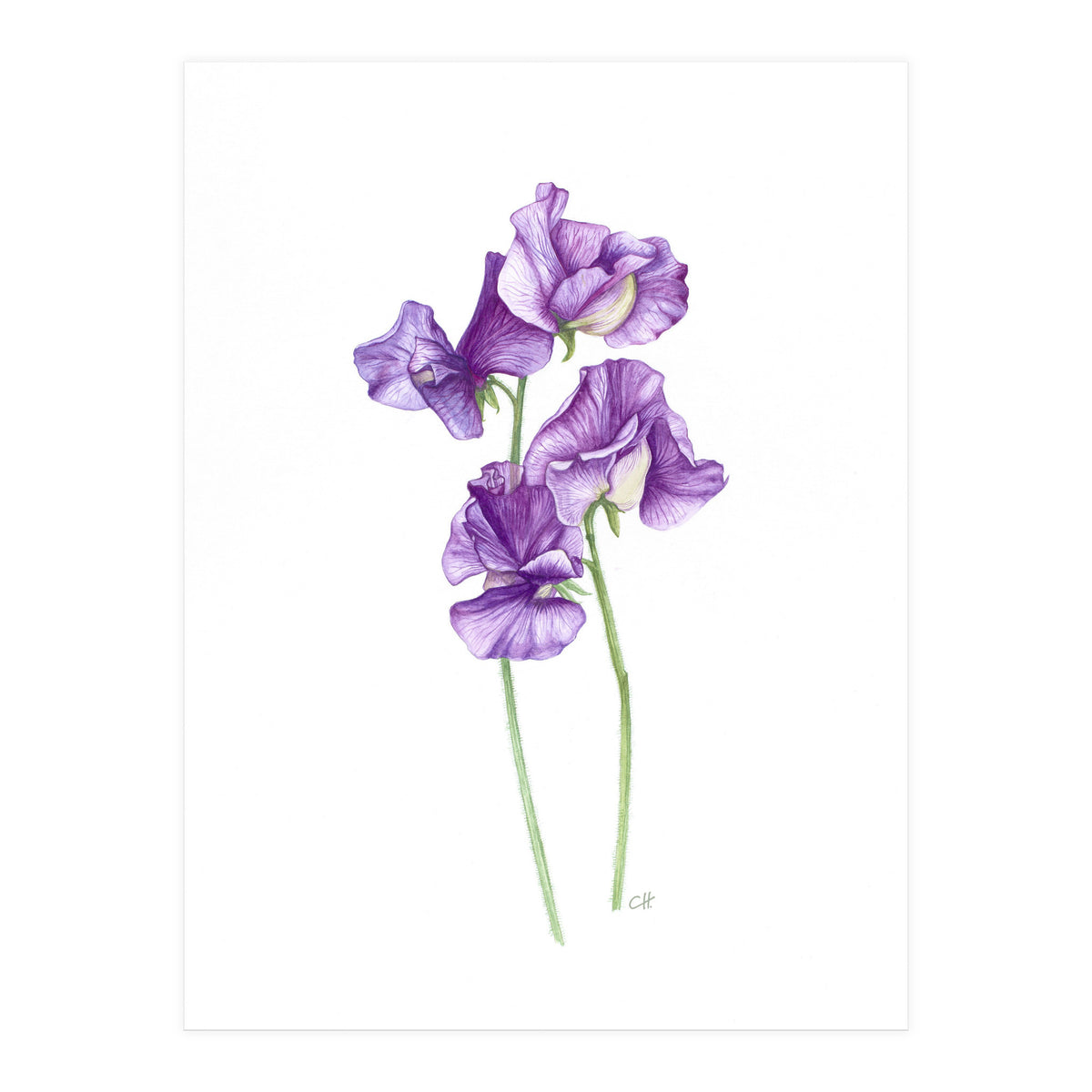 A Purple Posy Of Sweet Peas (Print Only)