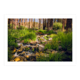 San Gorgonio Stream (Print Only) thumbnail