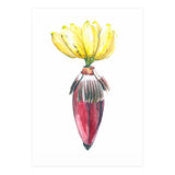 Botanical Illustration Banana (Print Only) thumbnail