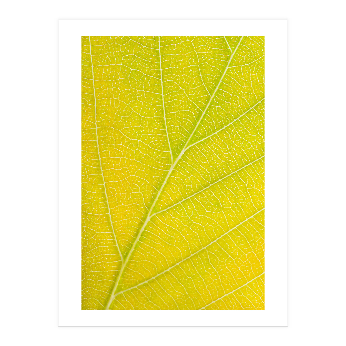 Autumn Leaf (Print Only)