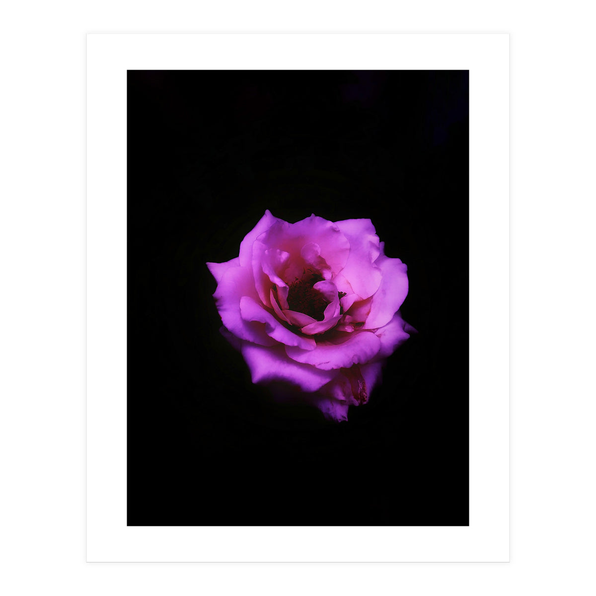 PINK ROSE IN DARK SPACE (Print Only)