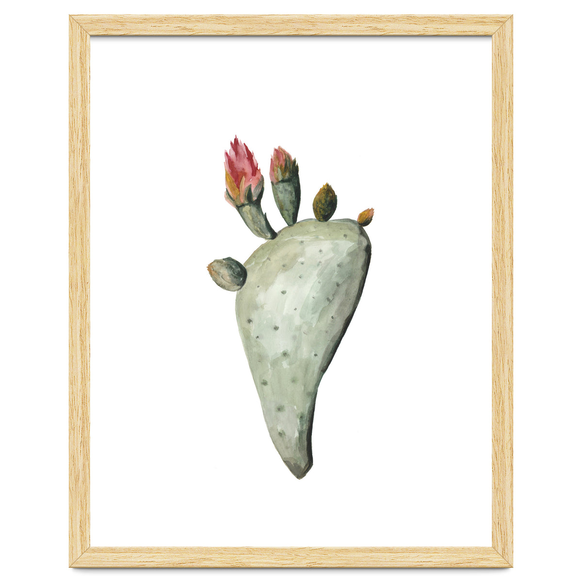 Botanical Illustration Cactus Flowers