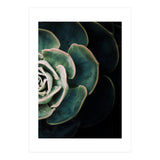 Darkside Of Succulents 4-B (Print Only) thumbnail