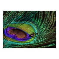 Peacock feather (Print Only)