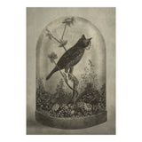 The Curiosity (Print Only) thumbnail