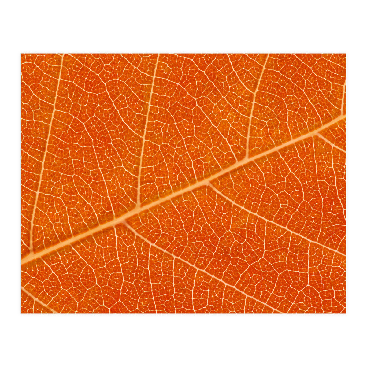 Autumn Leaf (Print Only)