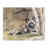 Afican Painted Dog IV - Imara (Print Only) thumbnail
