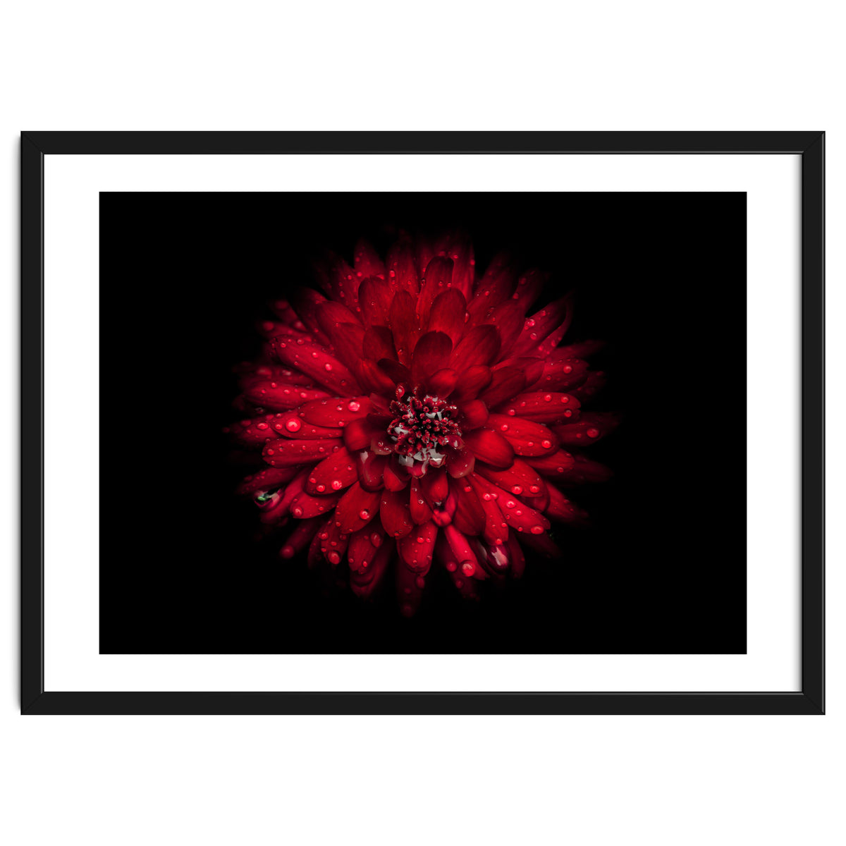 Backyard Flowers 45 Color Version