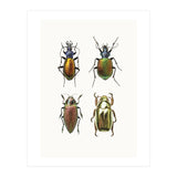 Cc Insects 09 (Print Only) thumbnail
