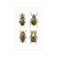 Cc Insects 09 (Print Only)