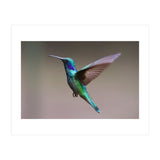Hummingbird flying (Print Only) thumbnail