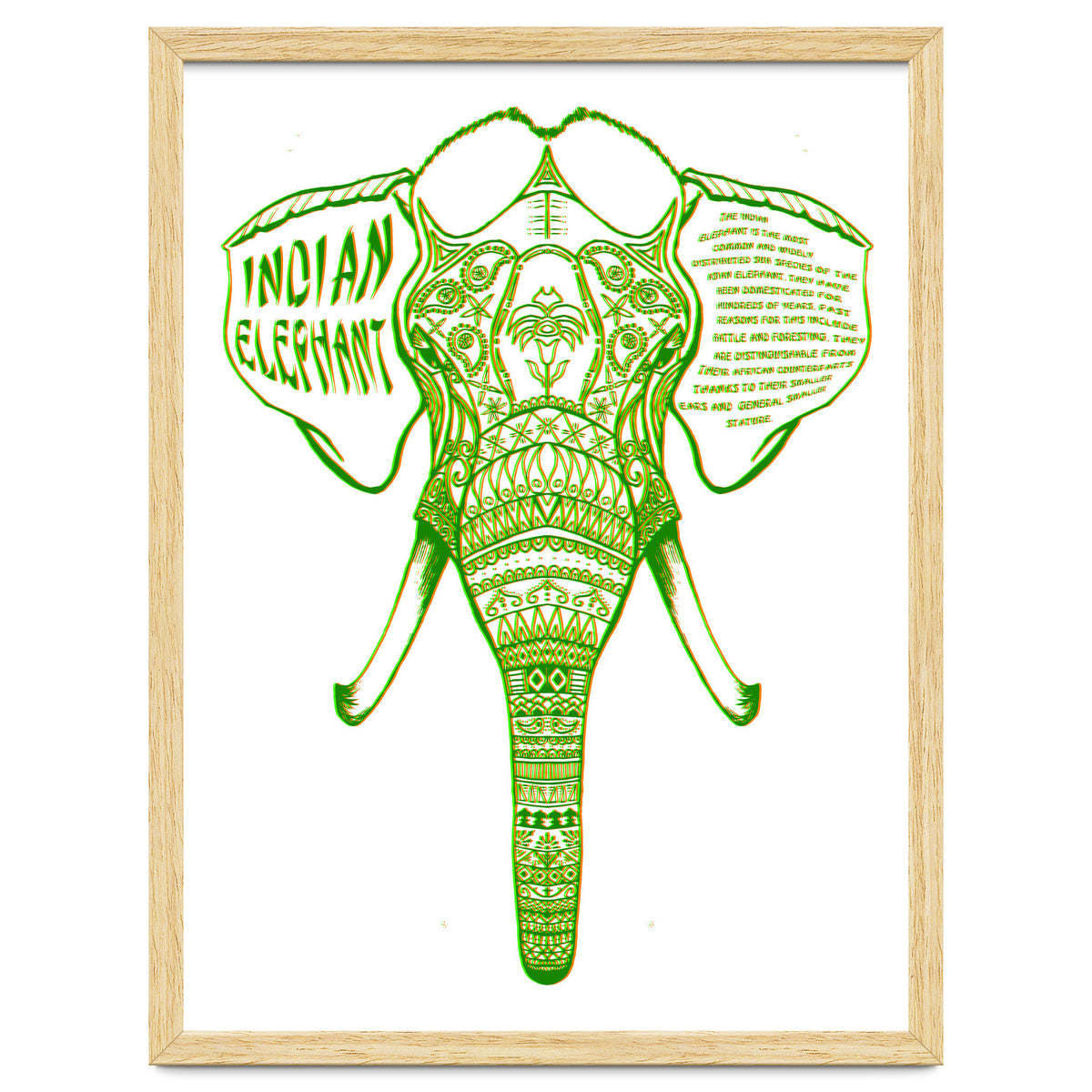 Indian Elephant