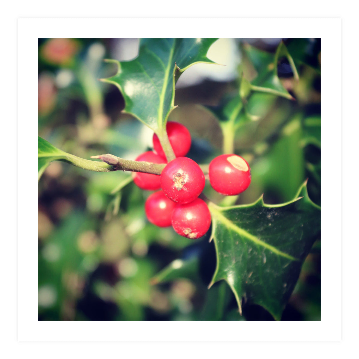 Holly berries  (Print Only)
