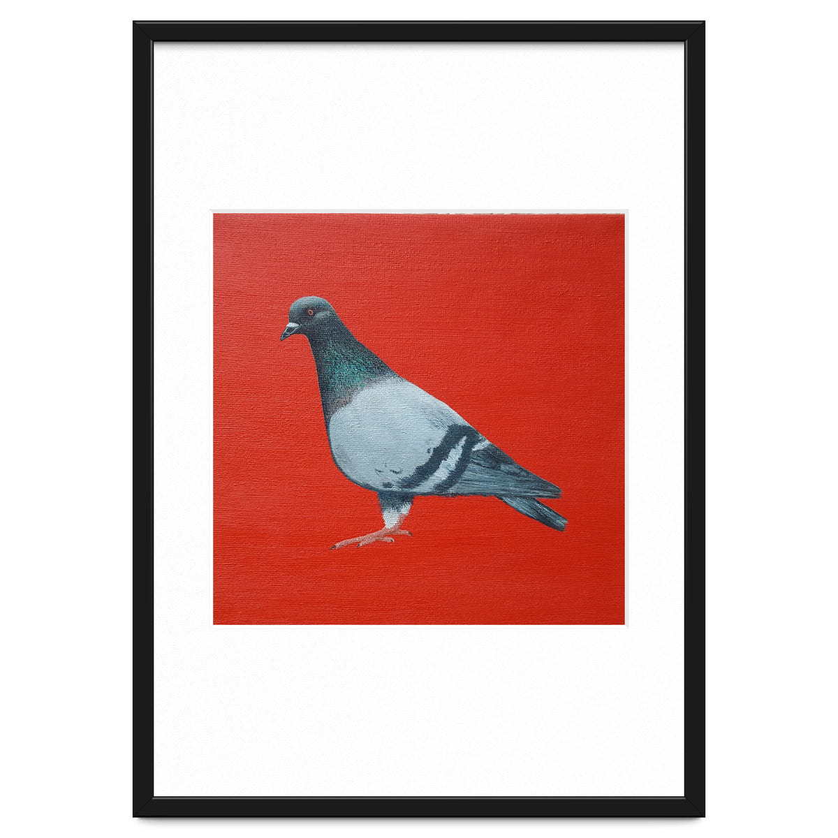 Pigeon
