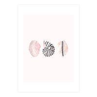 Seashells (Print Only)