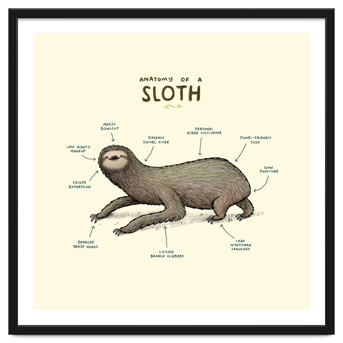 Anatomy Of A Sloth