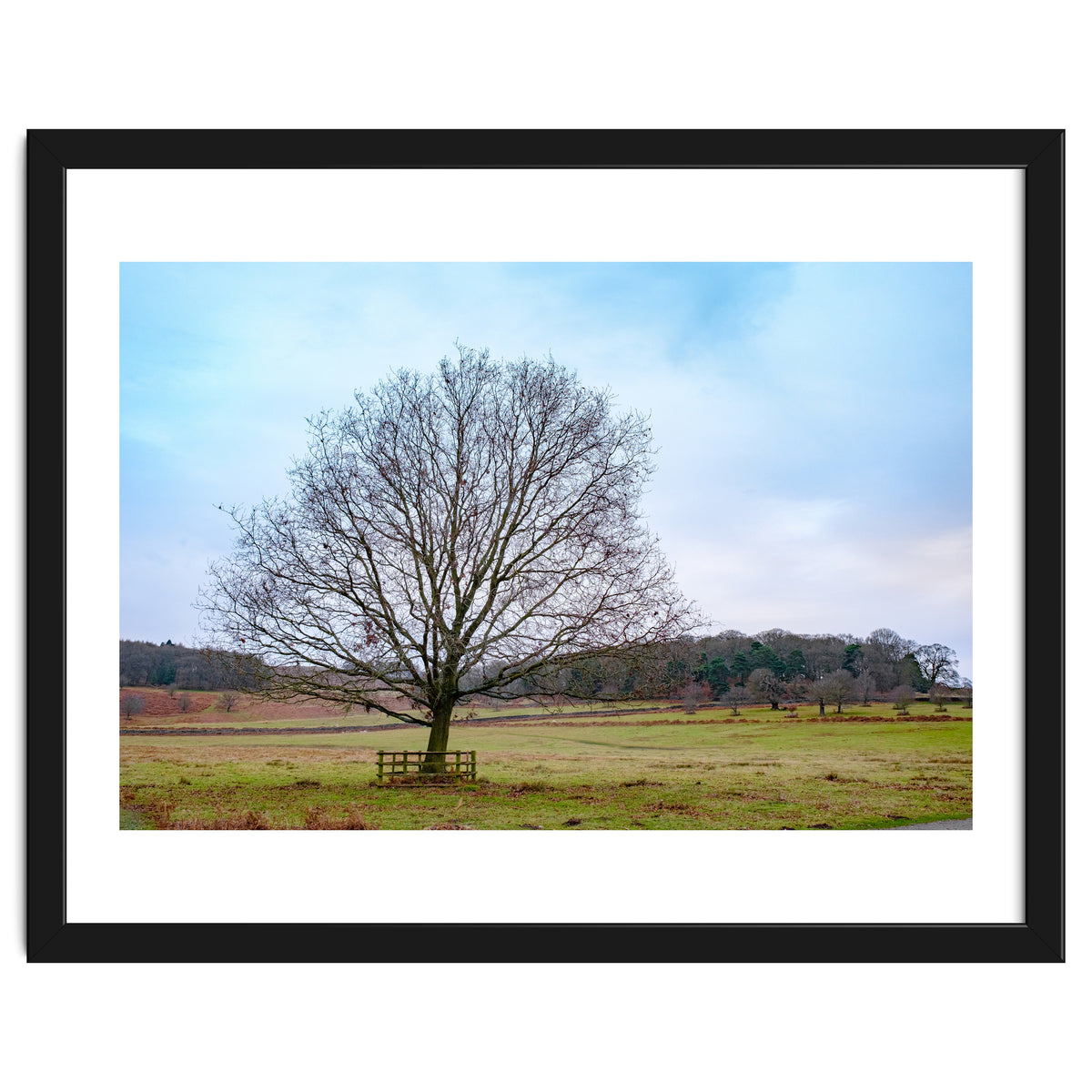 Young Oak Tree in Winter