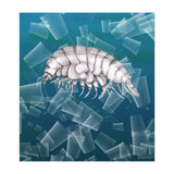 Eurythenes Plasticus (Print Only) thumbnail