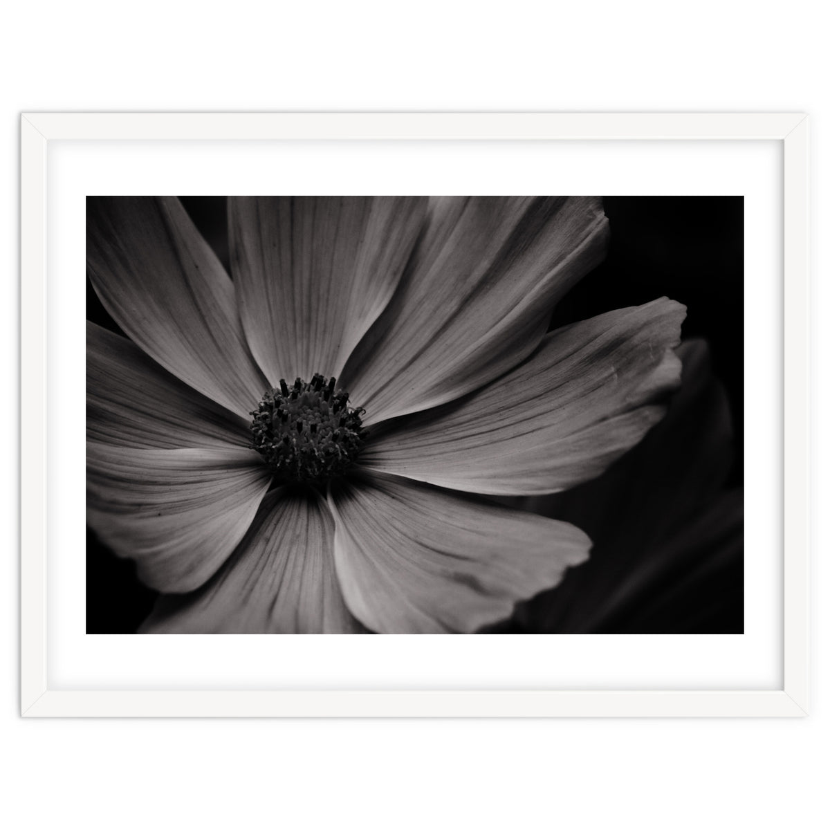 Black And White Flower