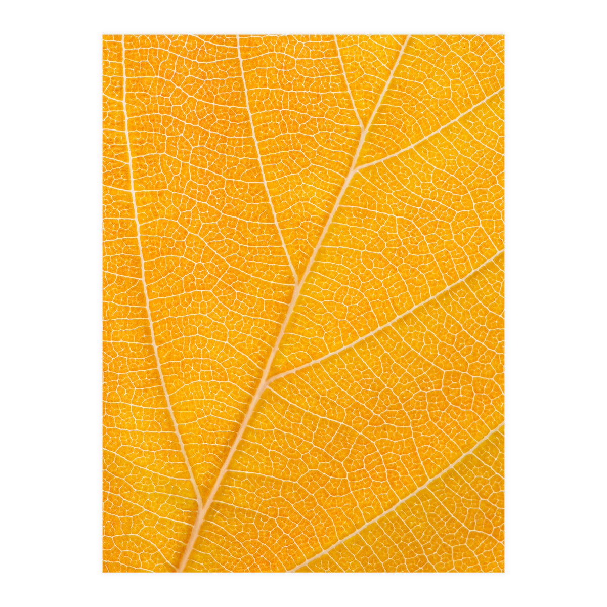 Autumn Leaf (Print Only)