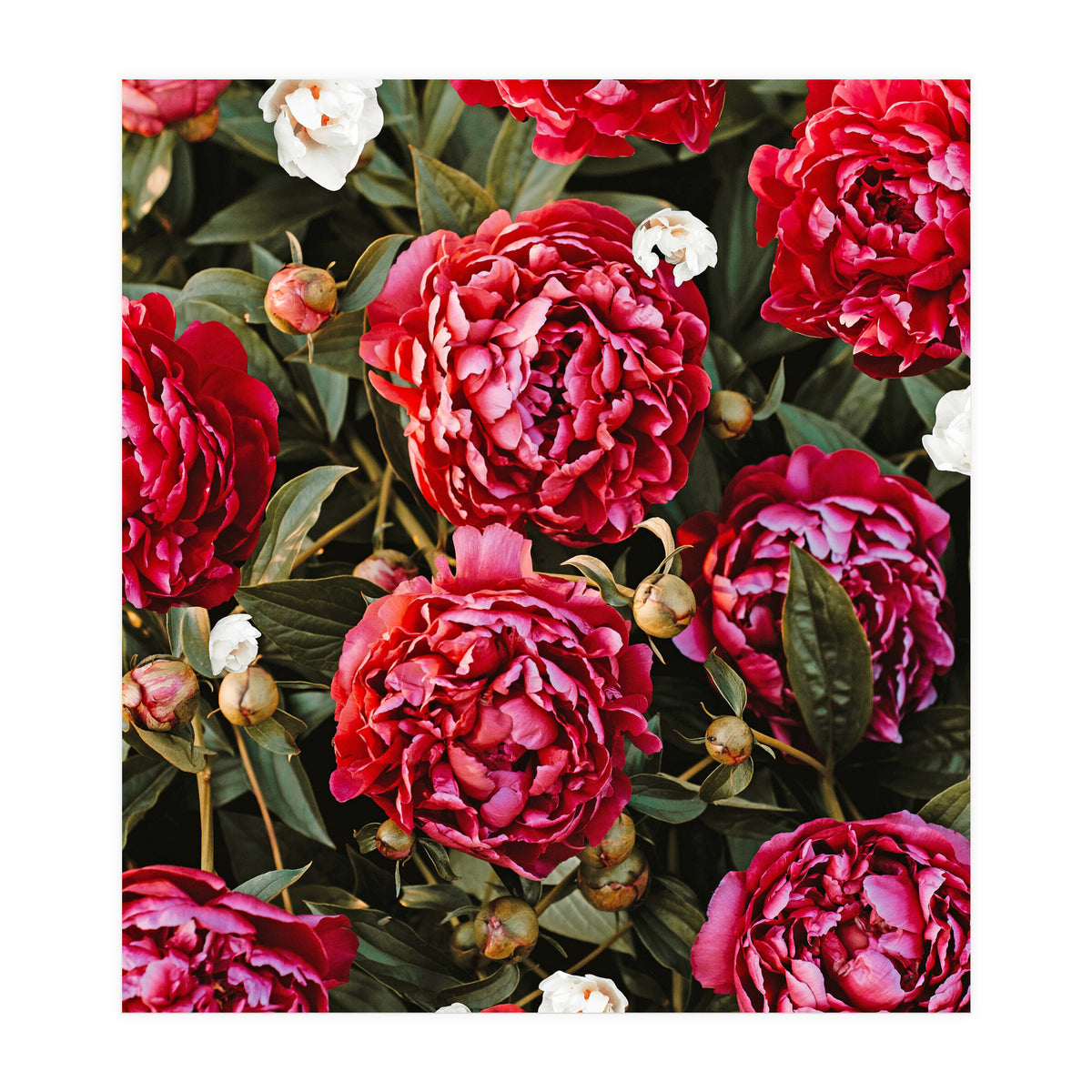 Blossom Love (Print Only)