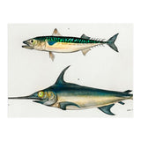 Different types of fishes illustrated  (Print Only) thumbnail
