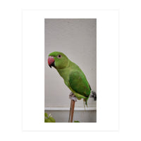 Beautiful Indian Parakeet (Print Only)