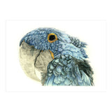Blue Parrot (Print Only) thumbnail