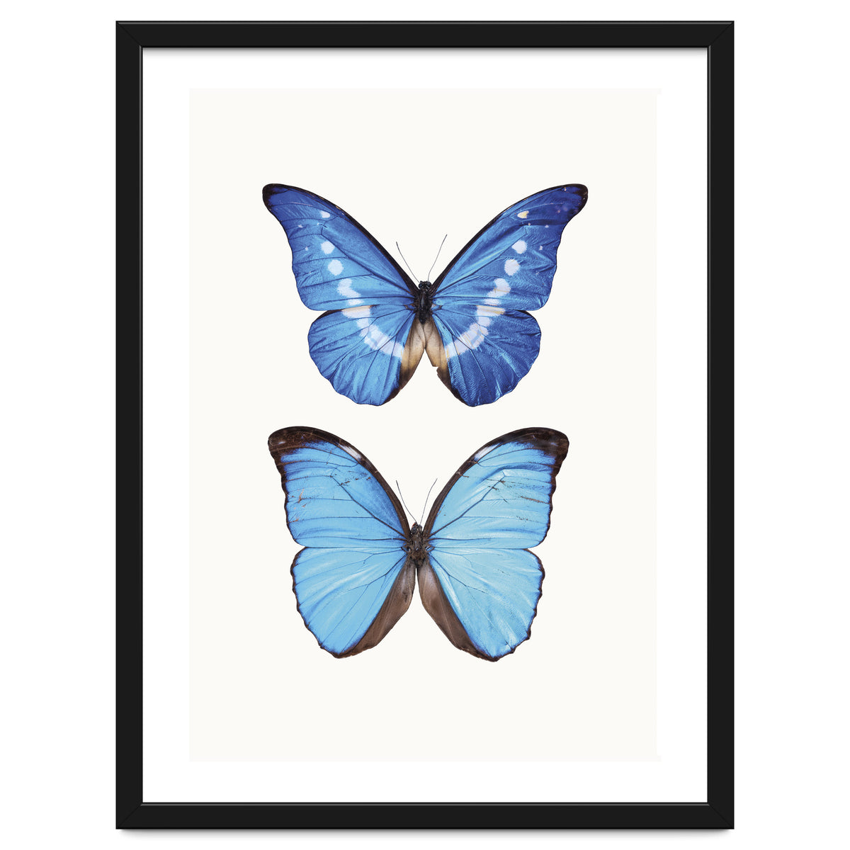 Cc Butterflies 05