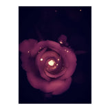 Red Sparkling Rose (Print Only) thumbnail
