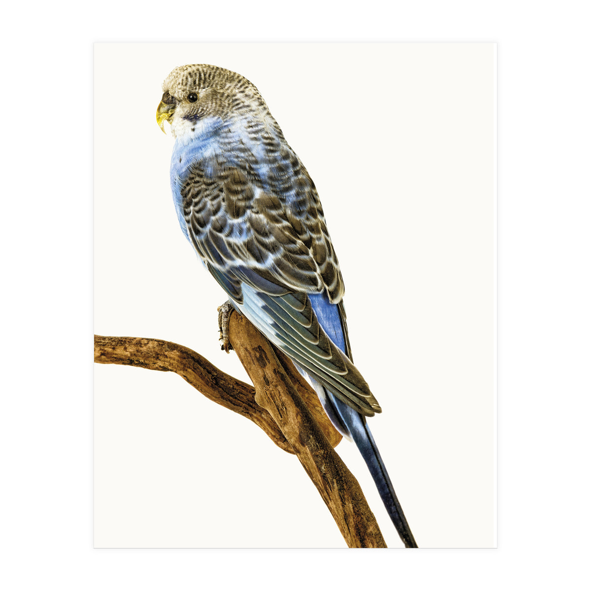 Cc Birds 04 (Print Only)