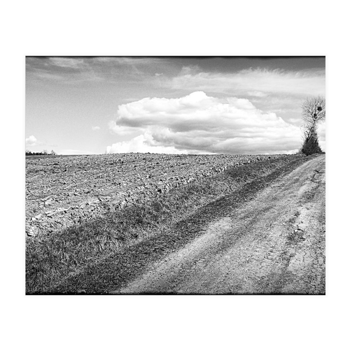 Lonely tree (Print Only)