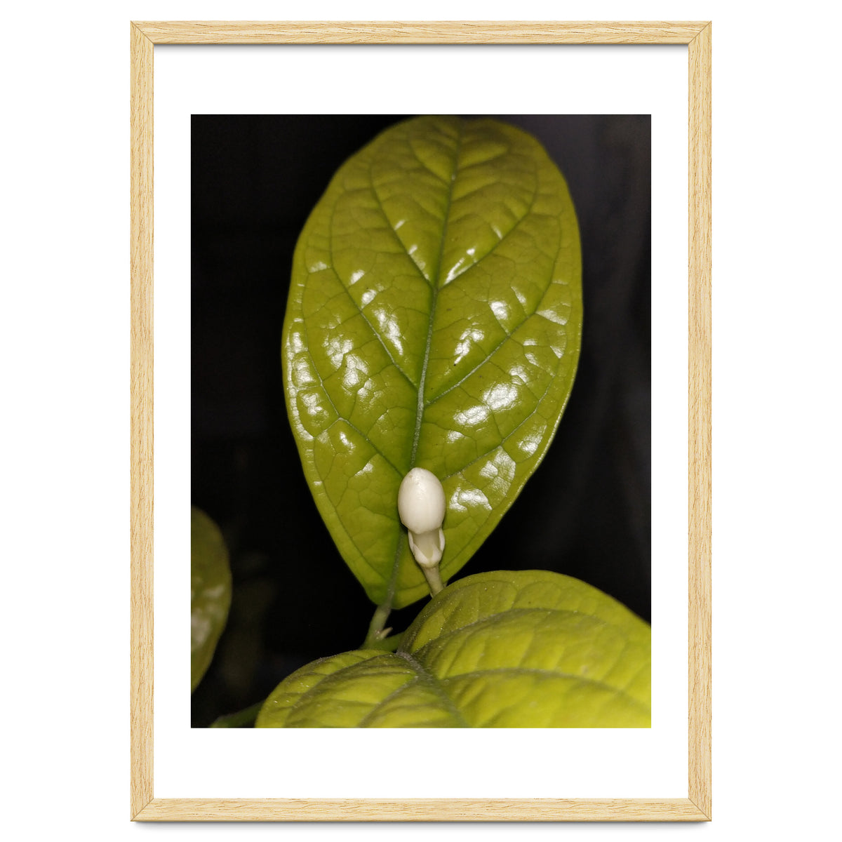 Jasmine Flower Fragrance