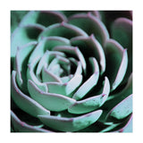 DARKSIDE OF SUCCULENTS III-A (Print Only) thumbnail
