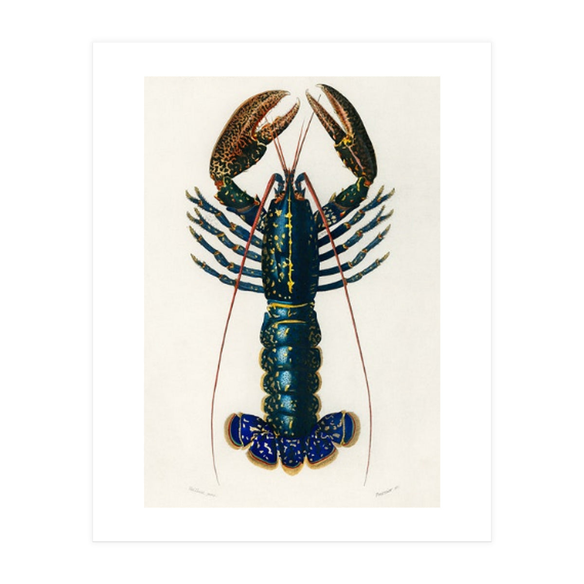 Crimson Crawfish illustrated (Print Only)