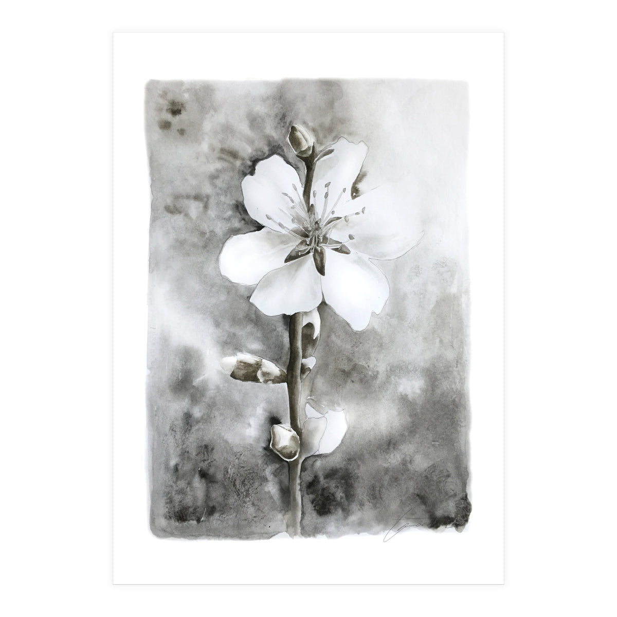 White flower (Print Only)