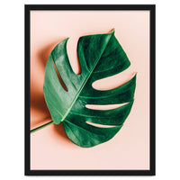 Monstera Shadow