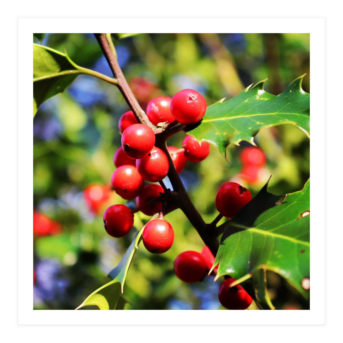 Fab454 Da 548 B 4252 8566 Cb9 Ccef07 Bda (Print Only)