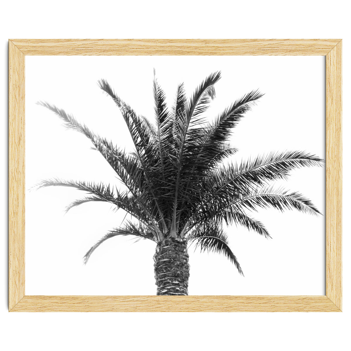 Palm Tree